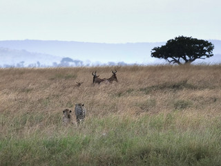 cheetah pair stalking baby hartebeest at serengeti