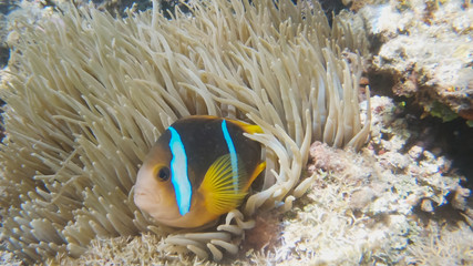 Fototapeta na wymiar close up of a blue stripe clownfish and anemone on a shallow reef in fiji