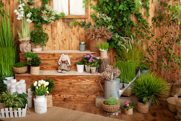 The interior of spring yard. Patio of a wooden house with green plants in pots. Gardening on steps of house. Rustic terrace. Country house veranda in spring decoration. Easter. Growing potted plants.