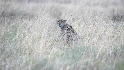 a cheetah sitting in long grass of the serengeti savanna