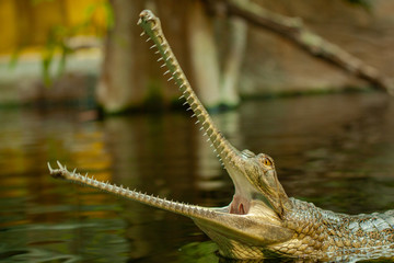 crocodile in water