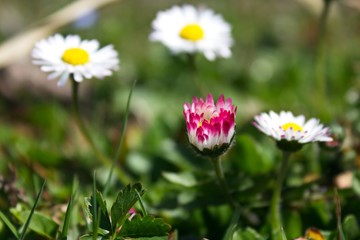 Frühlingsblumen in kräftigen Farben