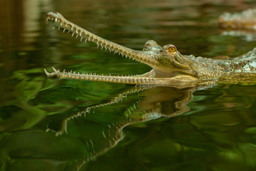 gavial in pond