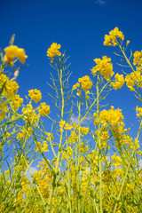菜の花
