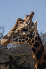 portrait of giraffe
