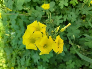 Obraz premium yellow flower on green background of leaves