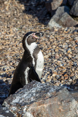 Naklejka premium penguin stand up