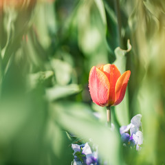 tulip