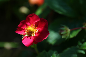 Red flower with green buds on blurred dark background
