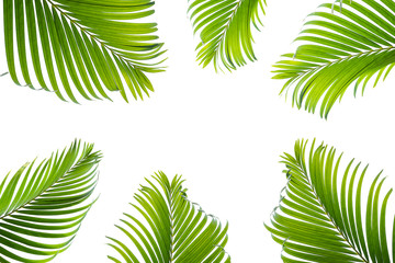 Beautiful green palm leaf isolated on white background with for design elements, tropical leaf, summer background