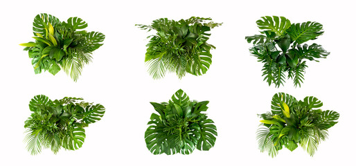 Green leaves of tropical plants bush (Monstera, palm, rubber plant, pine, bird’s nest fern)...