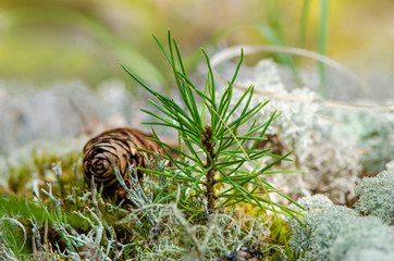 A young sapling of spruce grows in the ground. Small coniferous tree. Young sapling spruce and fir cone in a natural environment