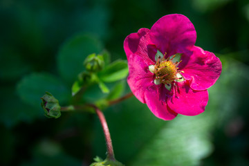 Pink flower with green buds on blurred background
