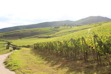 Naklejka premium Weinbau, Elsass, Frankreich