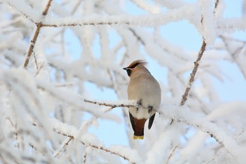 Waxwings in the trees, winter. 