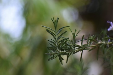 Beautiful, Rosemary, plant, background, Cyprus