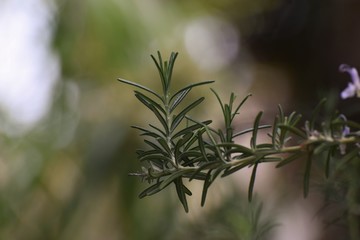 Fototapeta na wymiar Beautiful, Rosemary, plant, background, Cyprus