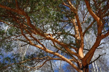 Walking through the forest