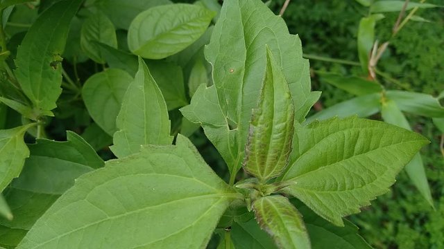 Close up shot green Chromolaena odorata. Weeds green in the nature background. Soil fertility destroyer plants.