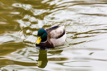 Duck swimming in the lake