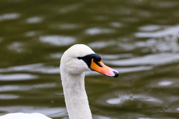 Fototapeta premium Portrait of white mute swan