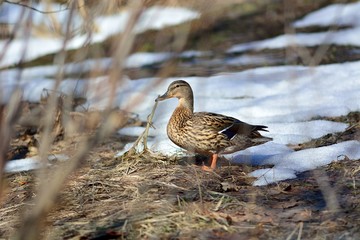 Spring flight of wild ducks.