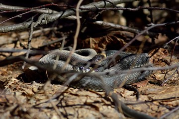 snake in spring forest (Natrix natrix)