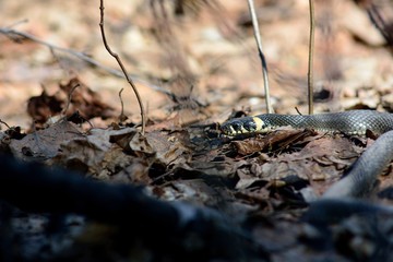 snake in spring forest (Natrix natrix)