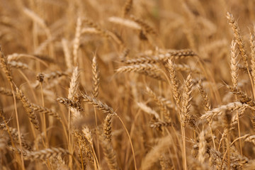 Obraz premium backdrop of ripening ears of yellow wheat field on the sunset cloudy orange sky background. Close up nature photo. 