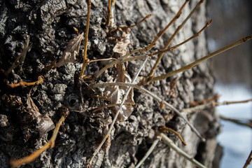 Poplar bark. Cottonwood tree. Natural background. A brown background.