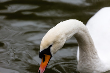 Obraz premium Portrait of white mute swan