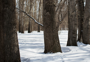 The poplar grove. The Polar tree. Forest landscape.