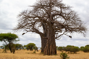Huge baobab on the savanna of Tarangire National Park, in Tanzania, with yellow grass below it