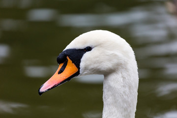 Portrait of white mute swan
