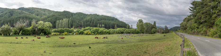 Naklejka na ściany i meble road 60 in green valley with cow heard on meadows, near Motupiko, Tasman, New Zealand
