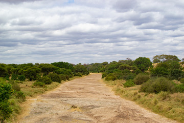 Fototapeta na wymiar Dry channel of a river in Tarangire National Park, in Tanzania, with trees at both sides