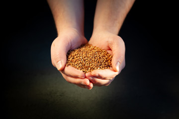 Roasted buckwheat in a hands isolated top view. Buckwheat background, texture, the rump.  Useful of buckwheat. Ingredient, product, cook. Dietary product. Gluten free ancient uncooked grain for health