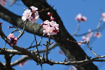 あんずの花