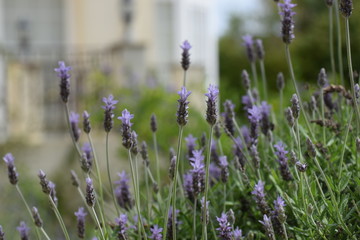 Obraz premium Beautiful, lavender, flowers, background, nature