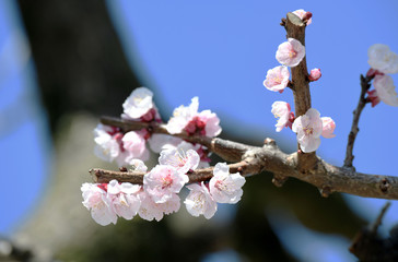あんずの花