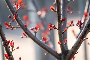 Kirschblüten gefährdet durch Spätfrost