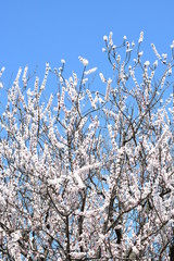 あんずの花