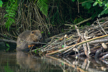 Beaver beside the lodge