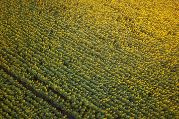 sunny field of sunflowers. drone shot. aerial  view. summer spring landscape / background