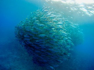銀色の魚の群れ