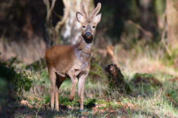Fototapeta premium Young spring stag