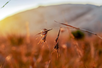 Dry grass illuminated by sunset in Eswatini