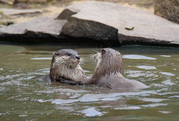 Otters playing