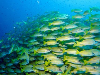 Fototapeta na wymiar 黄色い魚の群れ