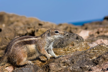 Barbary Ground Squirrel ( Atlantoxerus getulus ) , Playa de Barlovento , Fuerteventura , Canary Islands,spain,europe